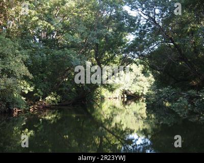 Ropotamo Reserve (Primorsko, Provinz Burgas, Bulgarien) Stockfoto