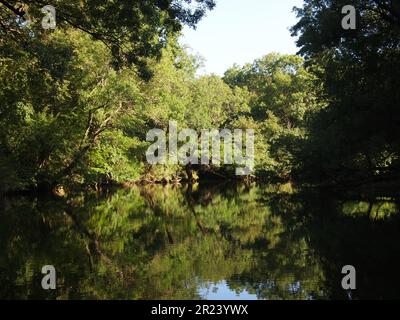 Ropotamo Reserve (Primorsko, Provinz Burgas, Bulgarien) Stockfoto