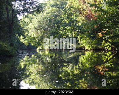 Ropotamo Reserve (Primorsko, Provinz Burgas, Bulgarien) Stockfoto