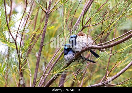 Zwei männliche Erwachsene und eine weibliche Superb-Fee, Malurus cyaneus, vor Blatthintergrund mit Platz für Text. Healesville, Victoria, Australien Stockfoto