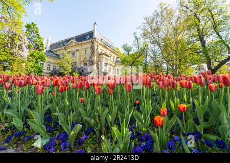 Sofia, Bulgarien. Mai 2023. Farbenfrohe Tulpen in einem Park im Stadtzentrum Stockfoto