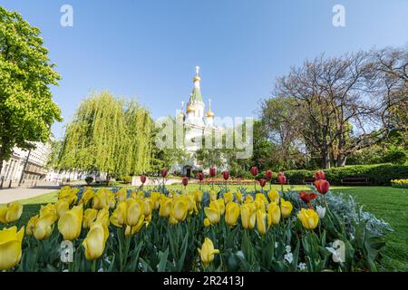 Sofia, Bulgarien. Mai 2023. Farbenfrohe Tulpen in einem Park im Stadtzentrum mit den Kuppeln der St. Nicholas Kirche im Hintergrund Stockfoto