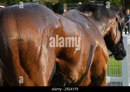 London, Großbritannien. 16. Mai 2023 Cinnodin kann sich nach dem Gewinn der Athlone Stakes 18:15 auf der Rennbahn Sandown Park, Großbritannien, im Gewinnerbereich abkühlen. Kredit: Paul Blake/Alamy Live News. Stockfoto