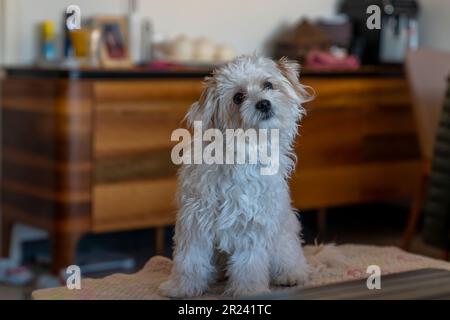 Der weiße Maltipoo-Hund sieht süß aus. Maltipoo ist eine Mischung aus Maltesern und Pudel. Stockfoto