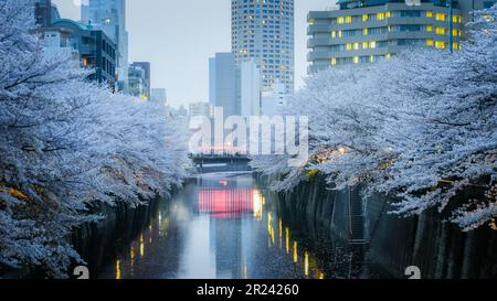 Nachtsicht auf die Kirschblüten am Ufer des Meguro River in Tokio, Japan. Stockfoto