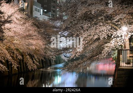 Nachtsicht auf die Kirschblüten am Ufer des Meguro River in Tokio, Japan. Stockfoto