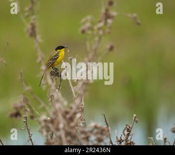 Westlicher Gelbschwanz mit schwarzem Kopf (Motacilla flava feldegg) auf dem Boden durch ein Weizenfeld Stockfoto