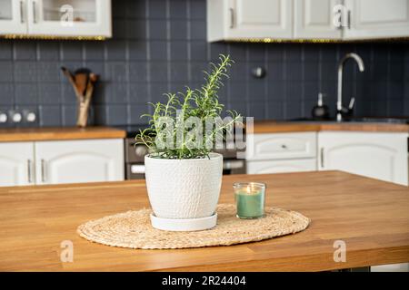 Selektiver Schwerpunkt auf der Pflanze Rosmarin Rosmarinus officinalis in der Hausküche auf dem Esstisch. Aromatische Kräutergewürzung und Dekoration. Stockfoto