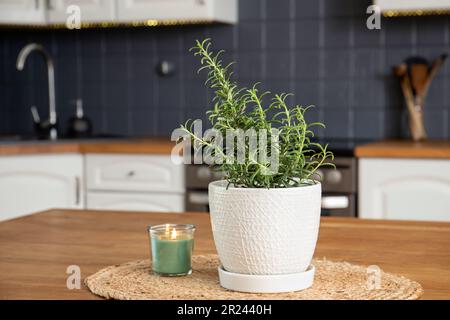 Selektiver Schwerpunkt auf der Pflanze Rosmarin Rosmarinus officinalis in der Hausküche auf dem Esstisch. Aromatische Kräutergewürzung und Dekoration. Stockfoto