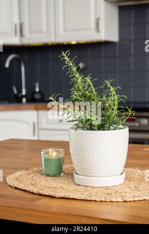 Selektiver Schwerpunkt auf der Pflanze Rosmarin Rosmarinus officinalis in der Hausküche auf dem Esstisch. Aromatische Kräutergewürzung und Dekoration. Stockfoto