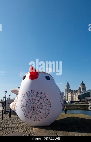 Soloveiko Songbird der ukrainische Nationalvogel für Eurovision 2023 in Liverpool Stockfoto