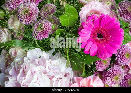 Nahaufnahme von einem Haufen rosa Blumen mit einer Gänseblümchengerbera und Dalhias Stockfoto