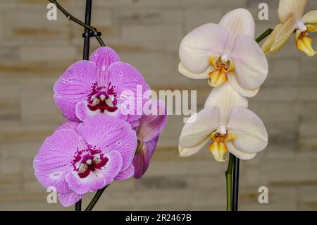 Orchideen in zwei Farben, gelb-rosa und lila, blühen auf einem Ast aus nächster Nähe vor dem Hintergrund einer dekorativen Wand Stockfoto