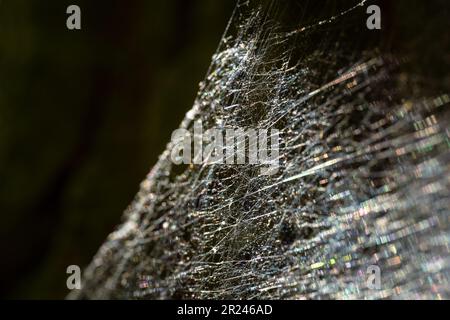 Spinnennetz, Spinnennetz oder Spinnennetz isoliert auf schwarzem Hintergrund. Selektiver Fokus. Farbenfrohe Lichtreflexion auf dem Netz. Abstrakte Illustration. Stockfoto