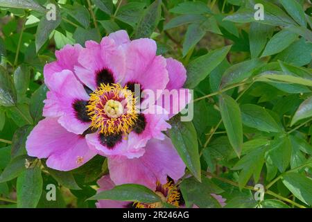 Paeonia suffruticosa wächst im Gewächshaus. Lila Pflanze. Kultiviert für seine prunkvollen Blumen. Stockfoto