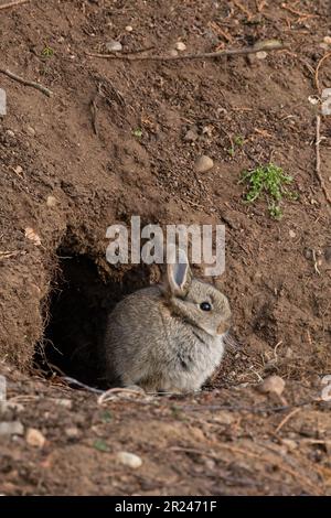 Kaninchen (Oryctolagus cuniculus) Baby am Eintritt zum Burrow Highland Kinguisse UK GB April 2023 Stockfoto