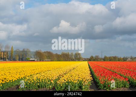 Landschaft mit farbenfrohen gelbroten, wunderschönen blühenden Tulpenfeldern in Lisse, Amsterdam, Niederlande Stockfoto