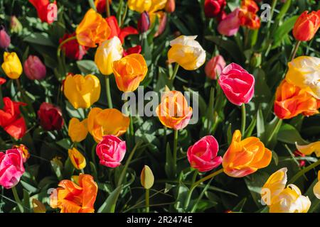 Farbenfrohe, wunderschöne blühende rote Tulpe in Lisse Holland Netherlands aus nächster Nähe Stockfoto