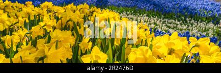 Wunderschöne blühende gelbe Narzissen, bunten blauen Blumen im Hintergrund, ausgewählter Fokus auf der Lisse Holland Niederlande, Panorama Stockfoto
