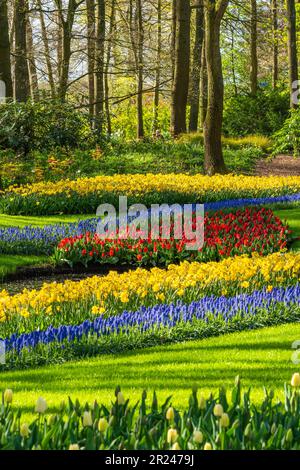 Farbenfrohe, wunderschöne blühende rote gelbe Tulpe an der Lisse Holland Netherlands, vertikal Stockfoto