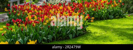 Panorama der farbenfrohen, wunderschönen blühenden Tulpen in Lisse, Niederlande, im Frühling mit frischer grüner Wiese Stockfoto