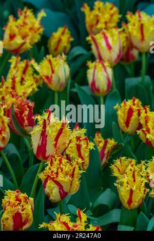 Farbenfrohe, wunderschöne, gelb-rote blühende Tulpe in Lisse Holland Niederlande, nahe an der Vertikalen Stockfoto