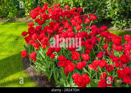 Rote, wunderschöne blühende Tulpen mit grüner Wiese in Holland Stockfoto