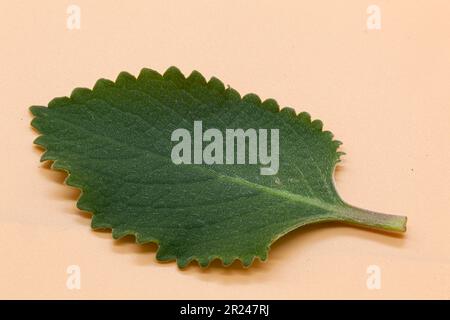 Grünes Minzblatt in Flecken auf orangefarbenem Hintergrund. Makrofotografie. Foto in hoher Qualität. Stockfoto