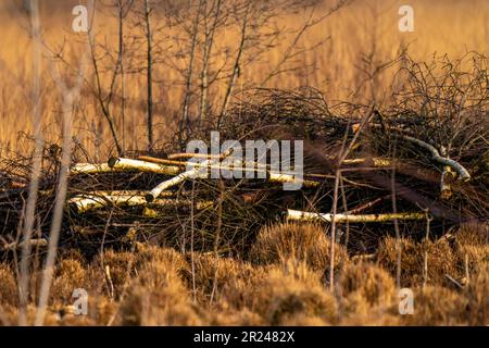 Im Herbst verzweigt sich ein Haufen Birken, der im goldenen Schilf liegt. Bunte Blätter im Park. Nationalpark, Herbststimmung, Hintergrund Stockfoto