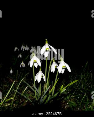 Schneefälle bei Nacht im Februar Stockfoto