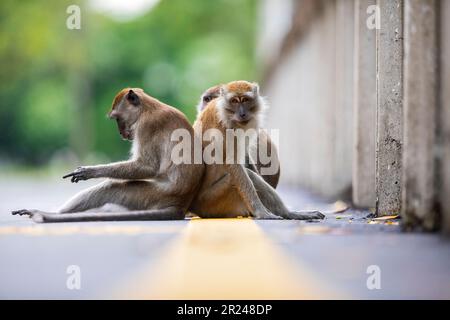 Eine Familie von Langschwanzmakaken ruht und pflegt, während sie auf einer Brücke über einen Mangrovenfluss in Singapur sitzt Stockfoto