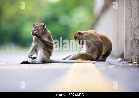 Eine Familie von Langschwanzmakaken ruht und pflegt, während sie auf einer Brücke über einen Mangrovenfluss in Singapur sitzt Stockfoto