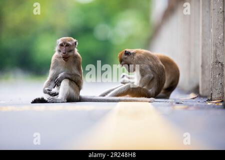 Eine Familie von Langschwanzmakaken ruht und pflegt, während sie auf einer Brücke über einen Mangrovenfluss in Singapur sitzt Stockfoto