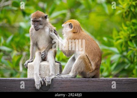 Zwei Mitglieder einer langschwanzigen Makaken-Familie ruhen sich aus und pflegen sich gegenseitig, während sie auf der Balustrade einer Brücke über einen Mangrovenfluss in Singapur sitzen Stockfoto