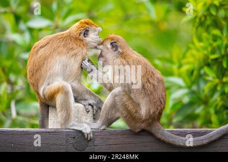 Zwei Mitglieder einer langschwanzigen Makaken-Familie ruhen sich aus und pflegen sich gegenseitig, während sie auf der Balustrade einer Brücke über einen Mangrovenfluss in Singapur sitzen Stockfoto