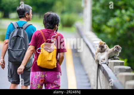 Ein älteres Paar aus Singapur geht zu nah, um sich zu entspannen, für zwei Langschwanzmakaken, die sich auf der Balustrade einer Brücke über einem Mangrovenwald ausruhen Stockfoto