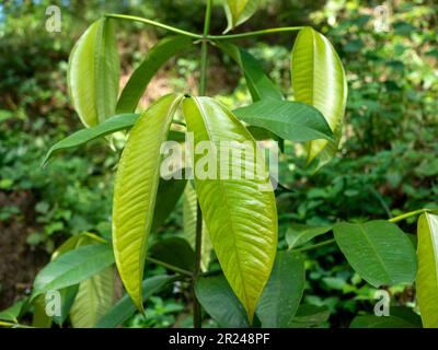 Manggis (Garcinia mangostana L.) grüne Blätter im Garten Stockfoto