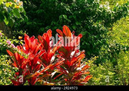 Rote hawaiianische Ti-Pflanzen (Cordyline minalis) im Park. Natürlicher Hintergrund. Stockfoto