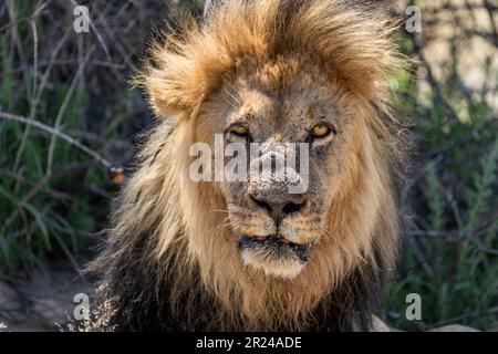 Das Bild der schwarzen Mähne des Löwen vom wilden Tier. Kalahari, Kgalagadi Transfrontier Park, Südafrika Stockfoto