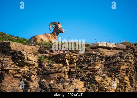 Bergziege im Glacier-Nationalpark in Montana Stockfoto