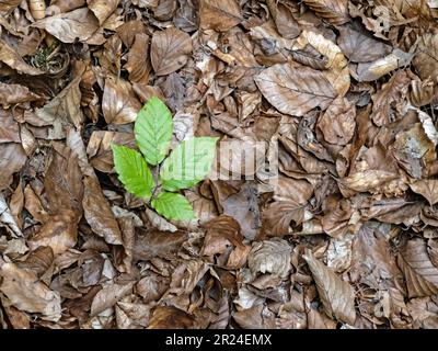 Nahaufnahme eines frischen grünen Buchenblattes auf braunen Buchenblättern vom Herbst Stockfoto
