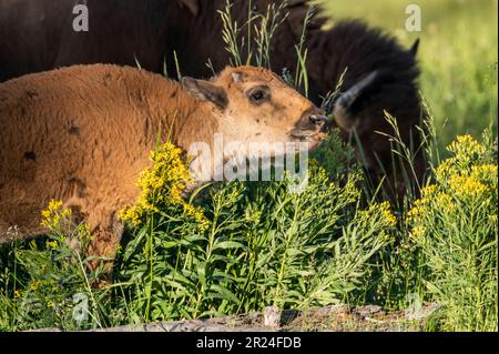 Baby Bison küsst Grashalme und Wildblumen im Yellowstone-Nationalpark Stockfoto