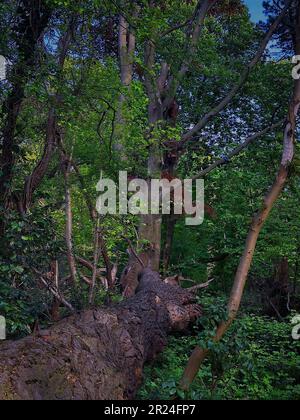 Ein großer Baum liegt horizontal in einem bewaldeten Gebiet, dessen Stamm und Äste sich über den Waldboden erstrecken Stockfoto