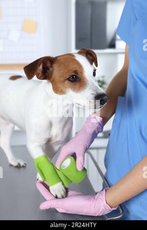 Tierarzt, der Verband an der Hundepfote anlegt, am Tisch in der Klinik, Nahaufnahme Stockfoto