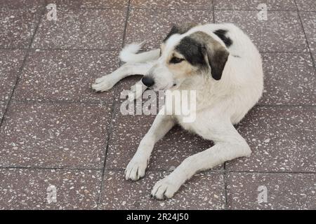 Streunender Hund, der draußen auf dem Bürgersteig liegt. Ein obdachloses Tier Stockfoto