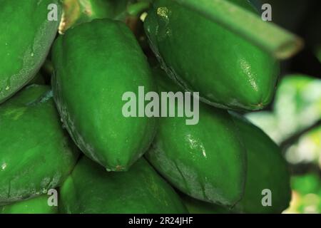 Unreife Papaya-Früchte wachsen auf Bäumen im Freien, Nahaufnahme Stockfoto