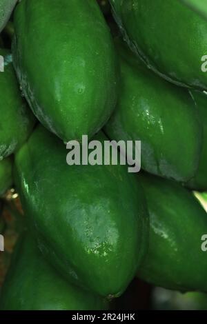 Unreife Papaya-Früchte wachsen auf Bäumen im Freien, Nahaufnahme Stockfoto