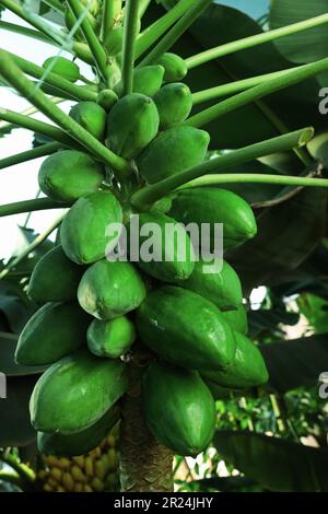 Unreife Papaya-Früchte wachsen auf Bäumen im Freien, Nahaufnahme Stockfoto