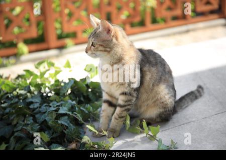 Einsame streunende Katze in der Nähe einer grünen Pflanze auf der Straße der Stadt. Ein obdachloses Haustier Stockfoto