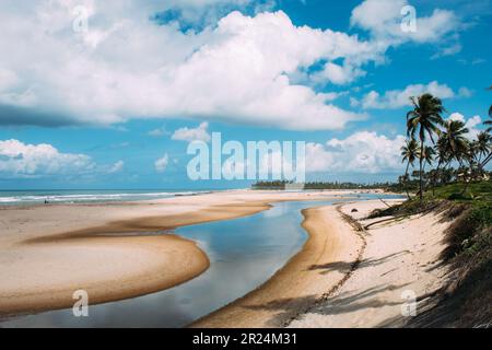 Strand und Fluss mit Palmen Stockfoto